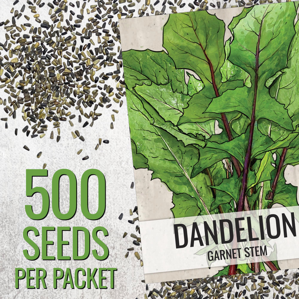Garnet Stem Dandelion plant in garden