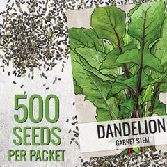 Garnet Stem Dandelion plant in garden
