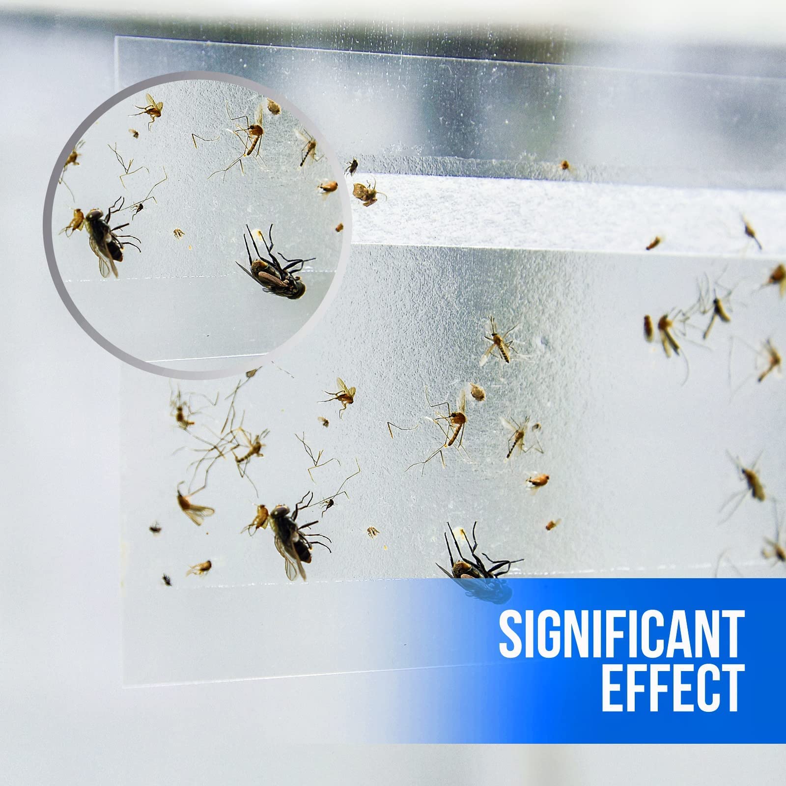 Garsum fly traps displayed on a clean surface