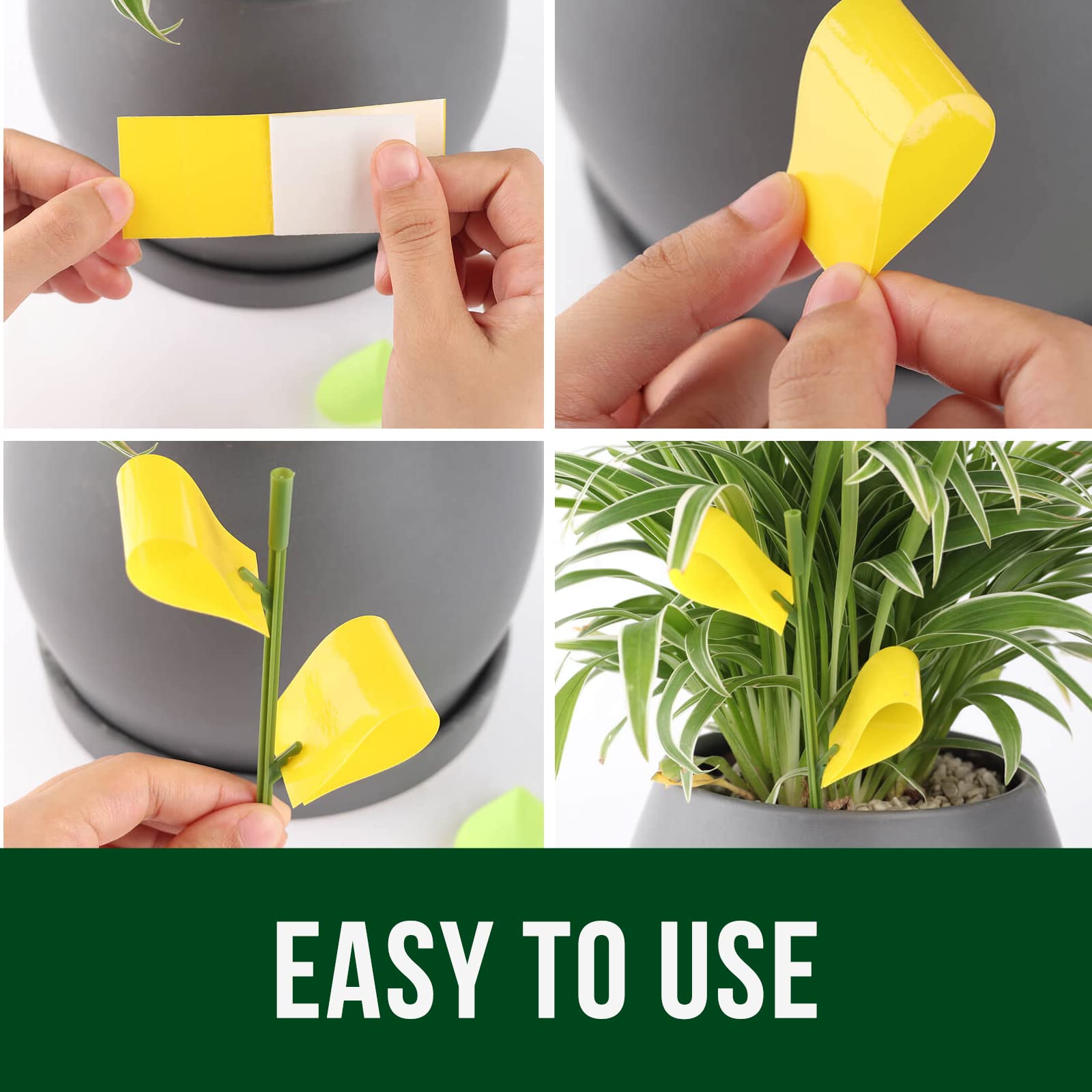 Garsum fruit fly traps with adhesive surface