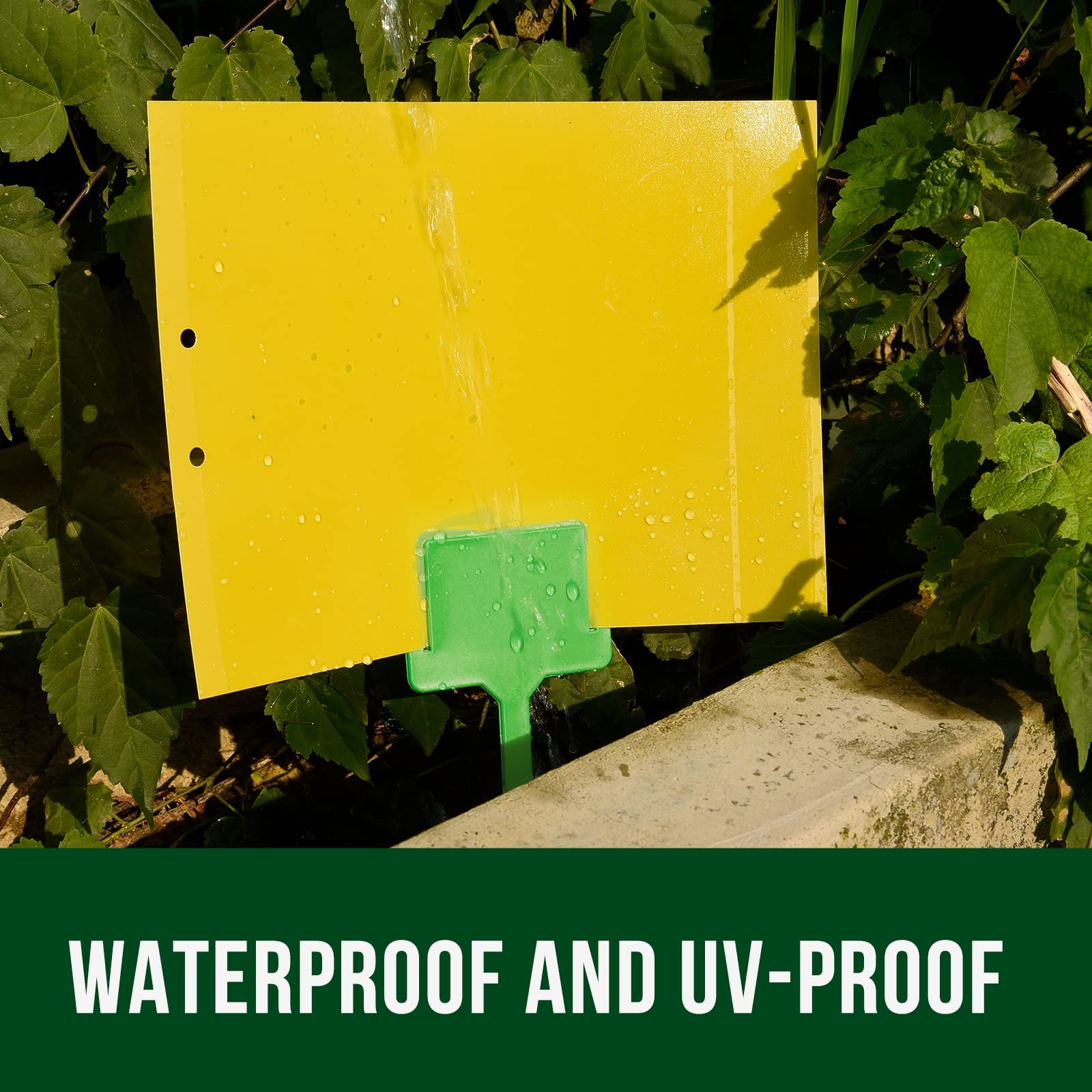 Garsum gnat sticky traps in use around houseplants