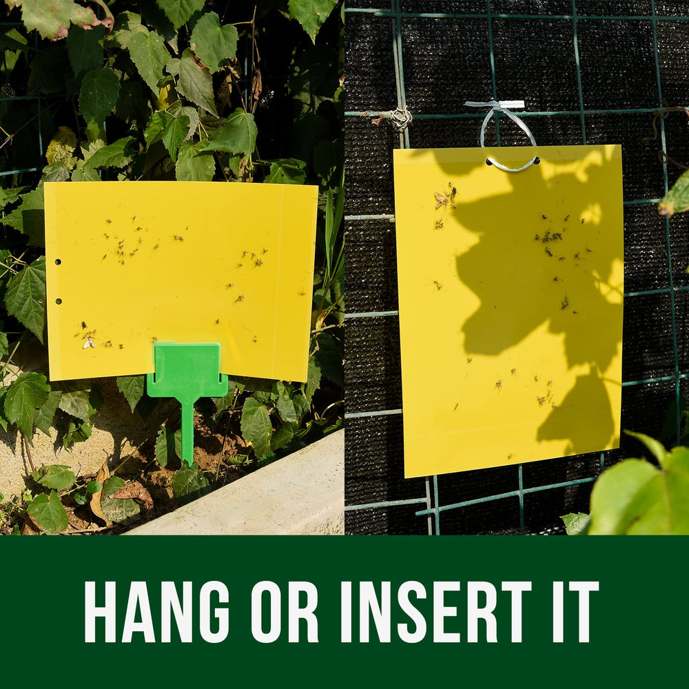 Garsum gnat sticky traps showing bright yellow adhesive surface