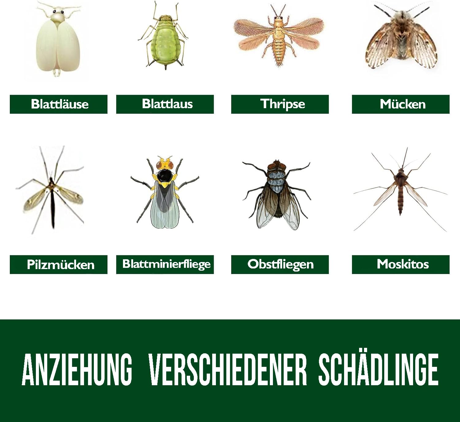Garsum trap catching flying insects