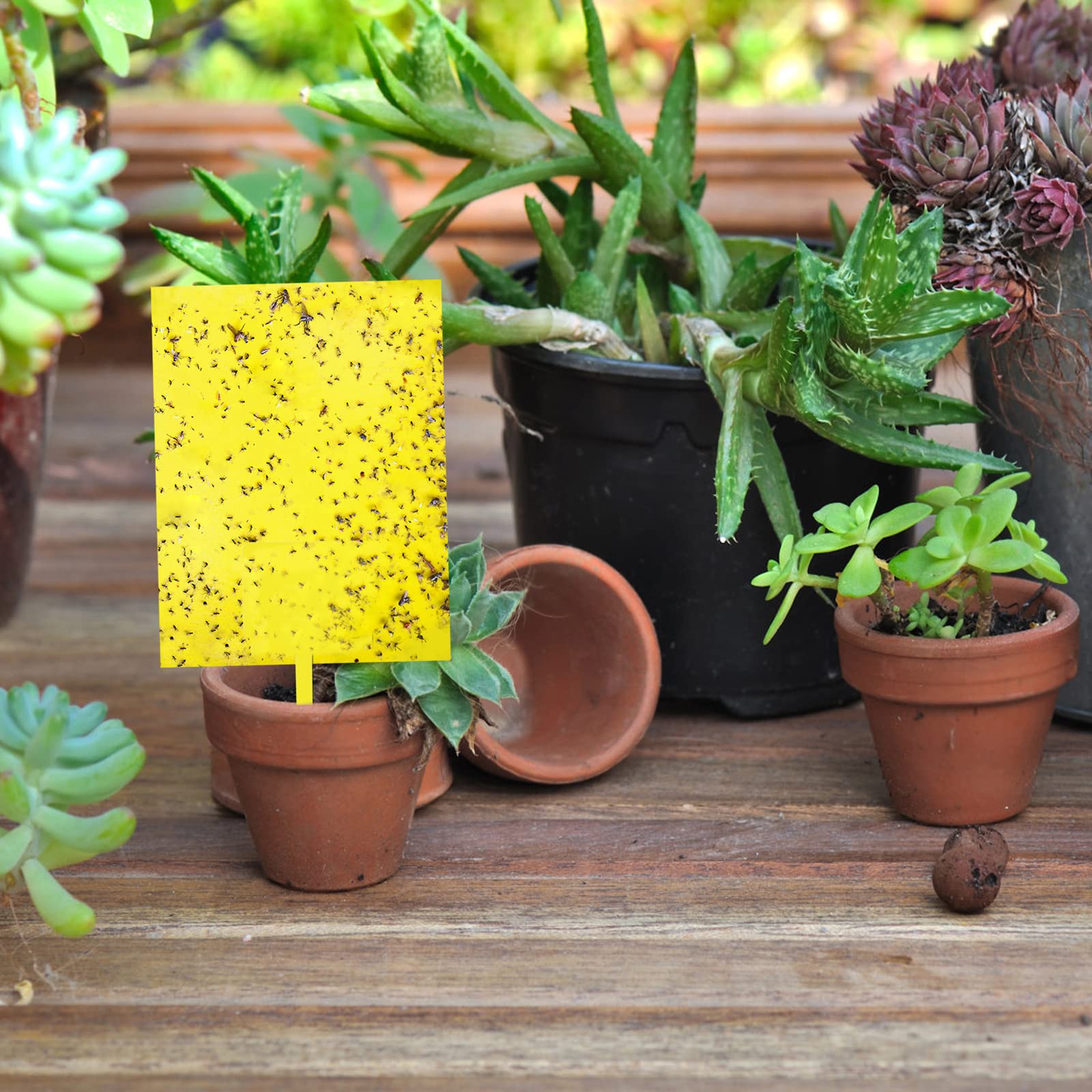 Garutom sticky traps with twist ties included