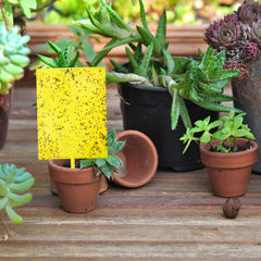 Garutom sticky traps with twist ties included