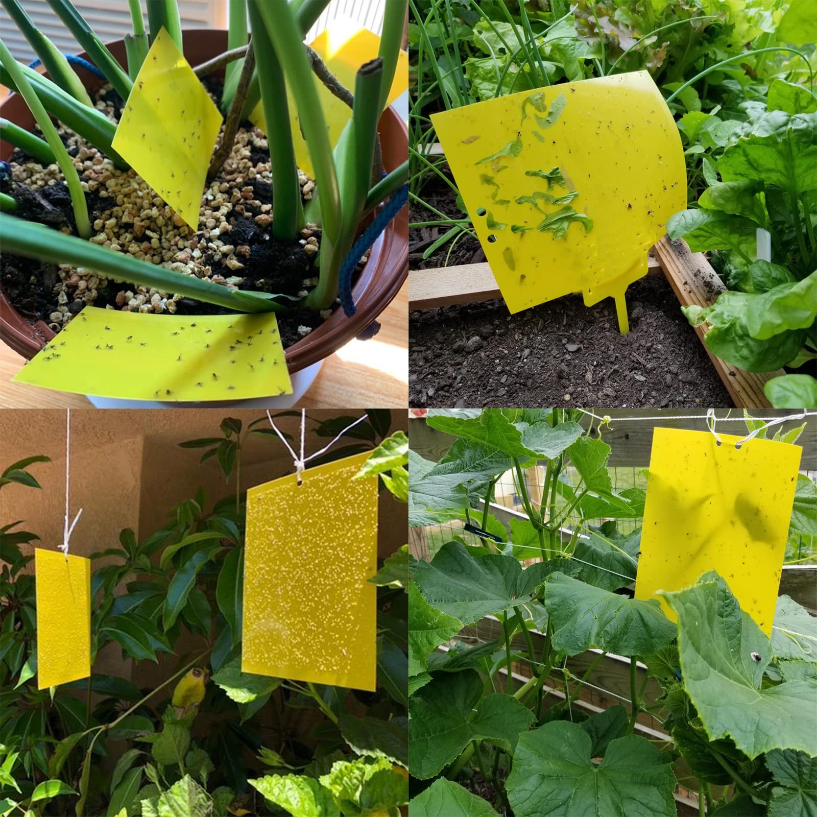 Garutom yellow sticky traps packaging