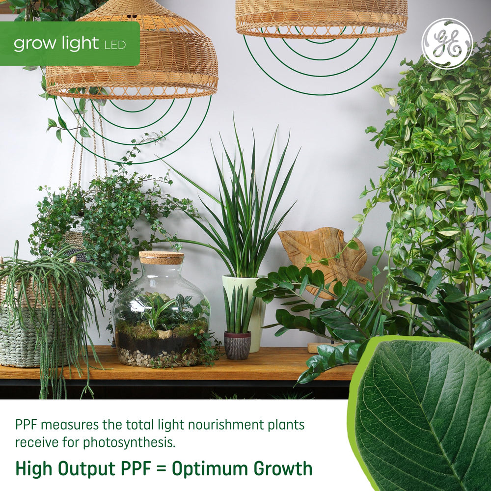 GE Grow Light bulbs installed in a medium base fixture