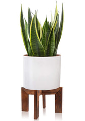 Gendral Forwepup Wood Plant Stand front view showcasing rattan design
