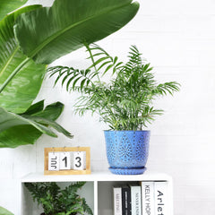 Gepege 8 Inch Ceramic Plant Pot with succulent plant inside