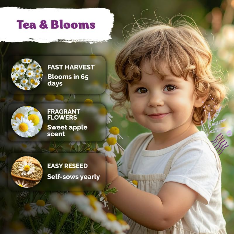 German Chamomile plant in sunny garden setting
