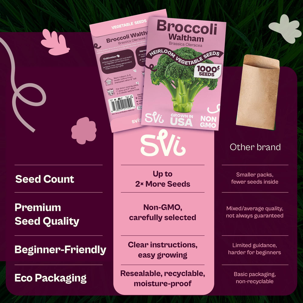Germination process of broccoli seeds in soil