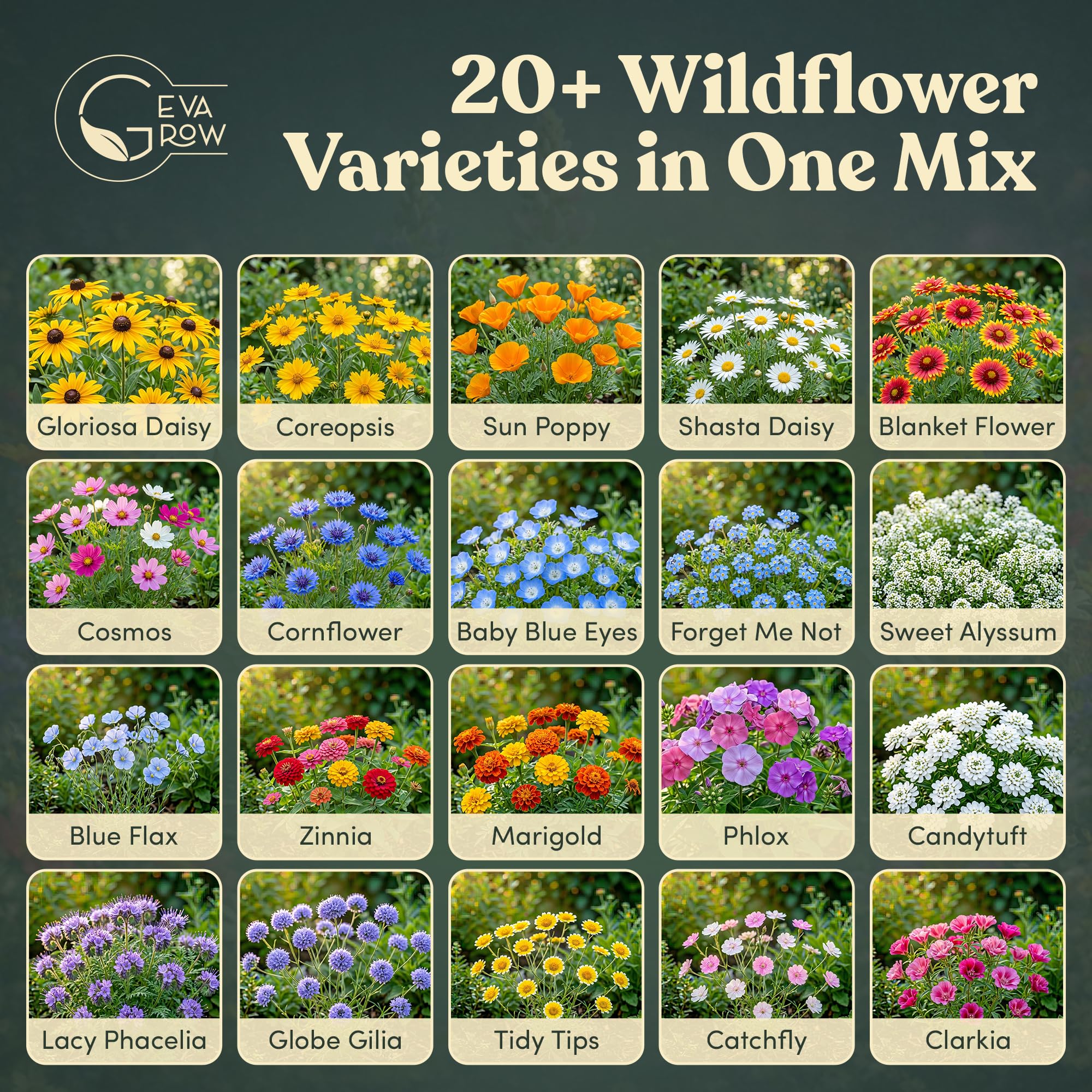 GevaGrow wildflower seeds tub showing vibrant flower varieties