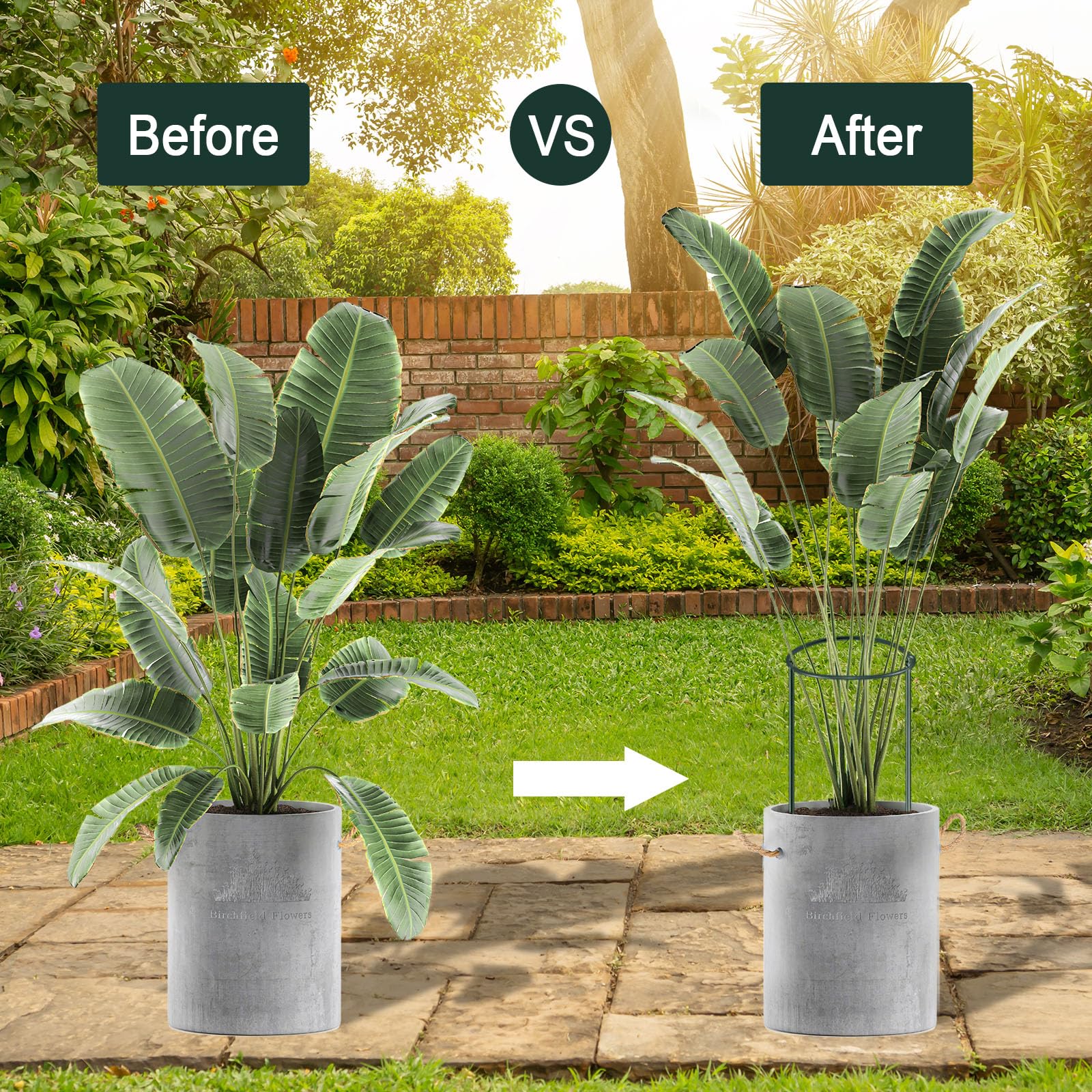 Gicare plant support stakes installed around peony plants