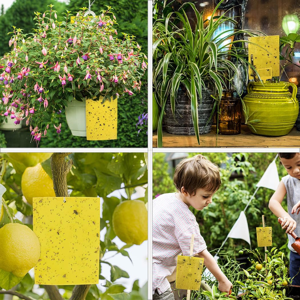 Gideal dual-sided sticky trap capturing insects
