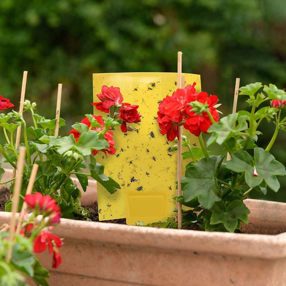 Gideal sticky trap on a window sill