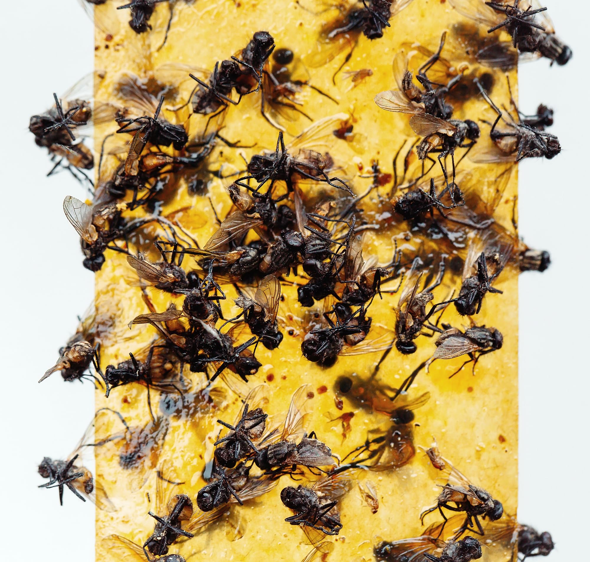 Gideal Yellow Sticky Trap close-up showing adhesive detail