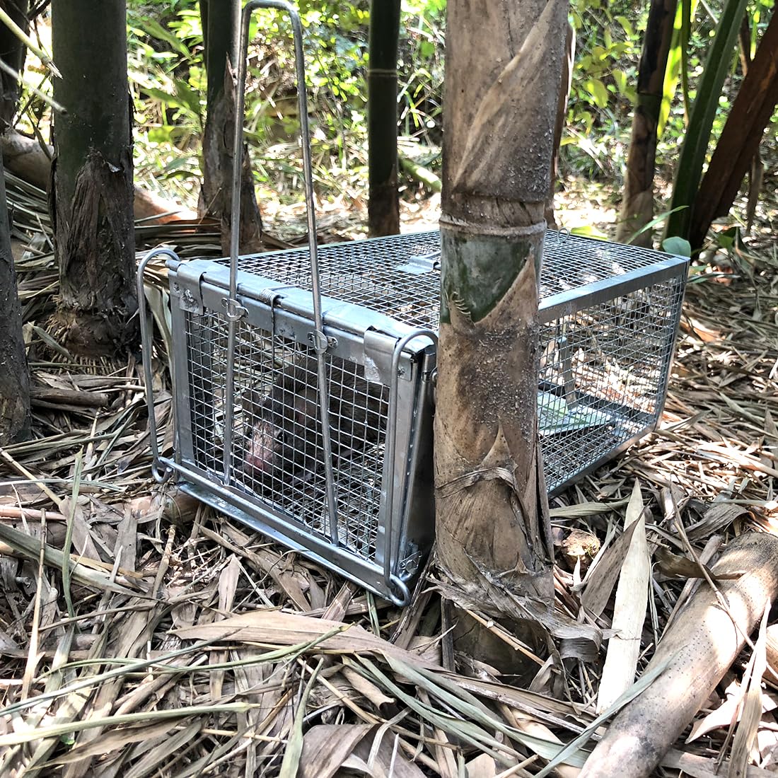 Gingbau traps set up for use in a corner
