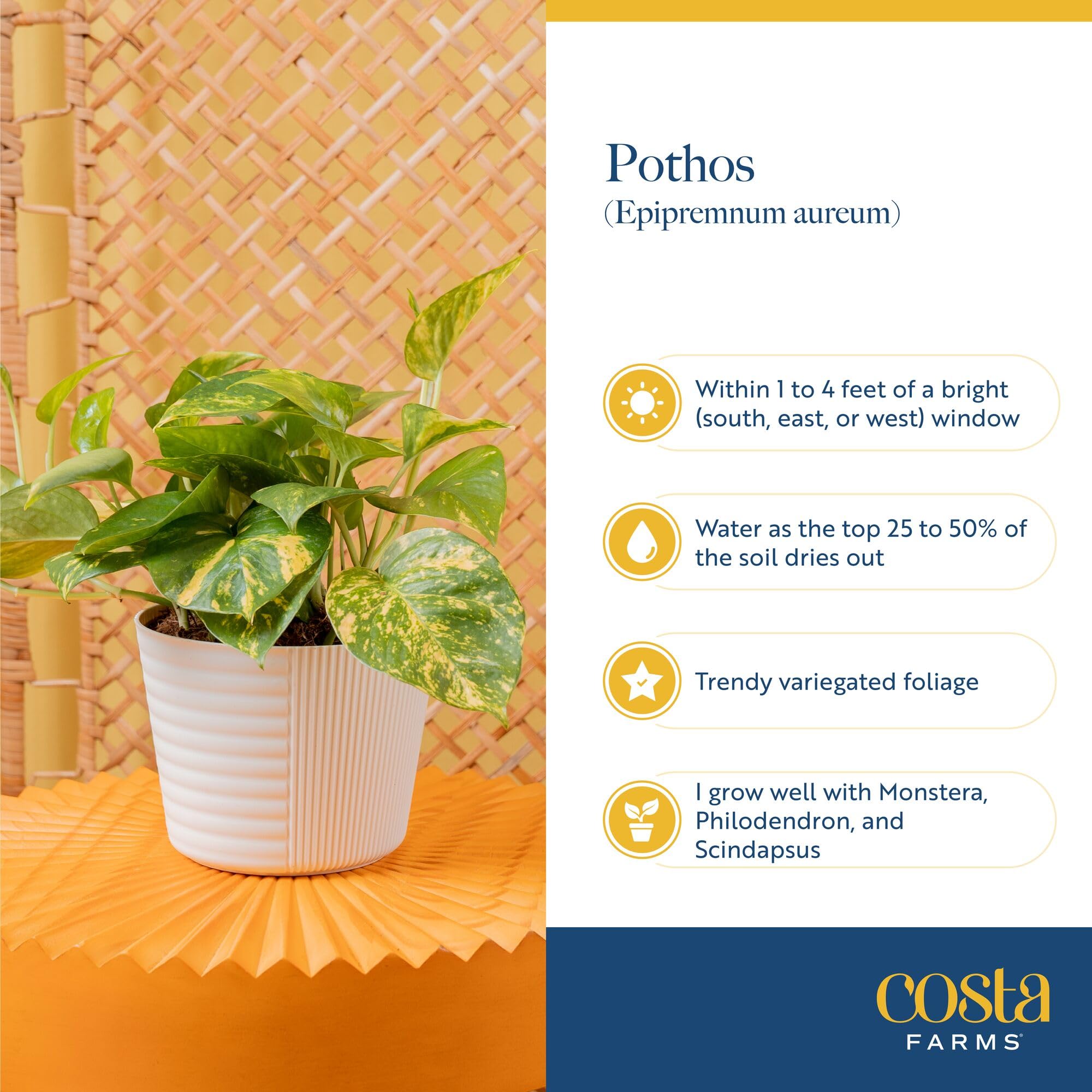 Global Green Pothos plant styled in a modern decor