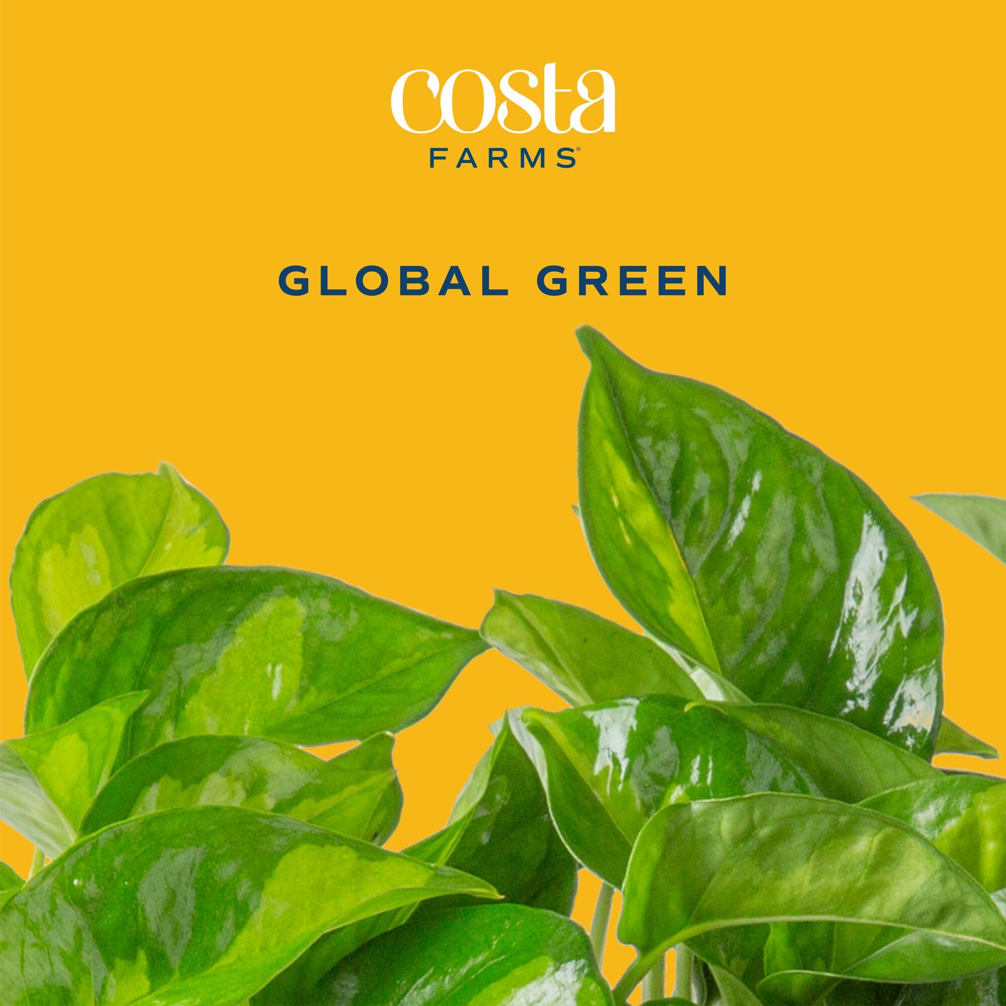 Global Green Pothos trailing down from a shelf