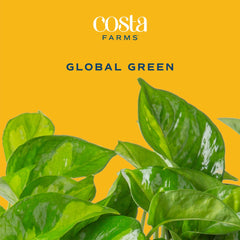 Global Green Pothos trailing down from a shelf
