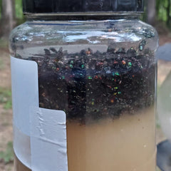 Glovv fly trap bait refills in outdoor setting