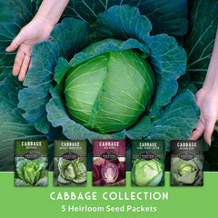 Golden Acre cabbage seeds in the Survival Garden pack