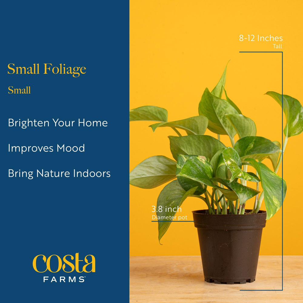 Golden Pothos plant from Costa Farms Indoor Houseplant Pack