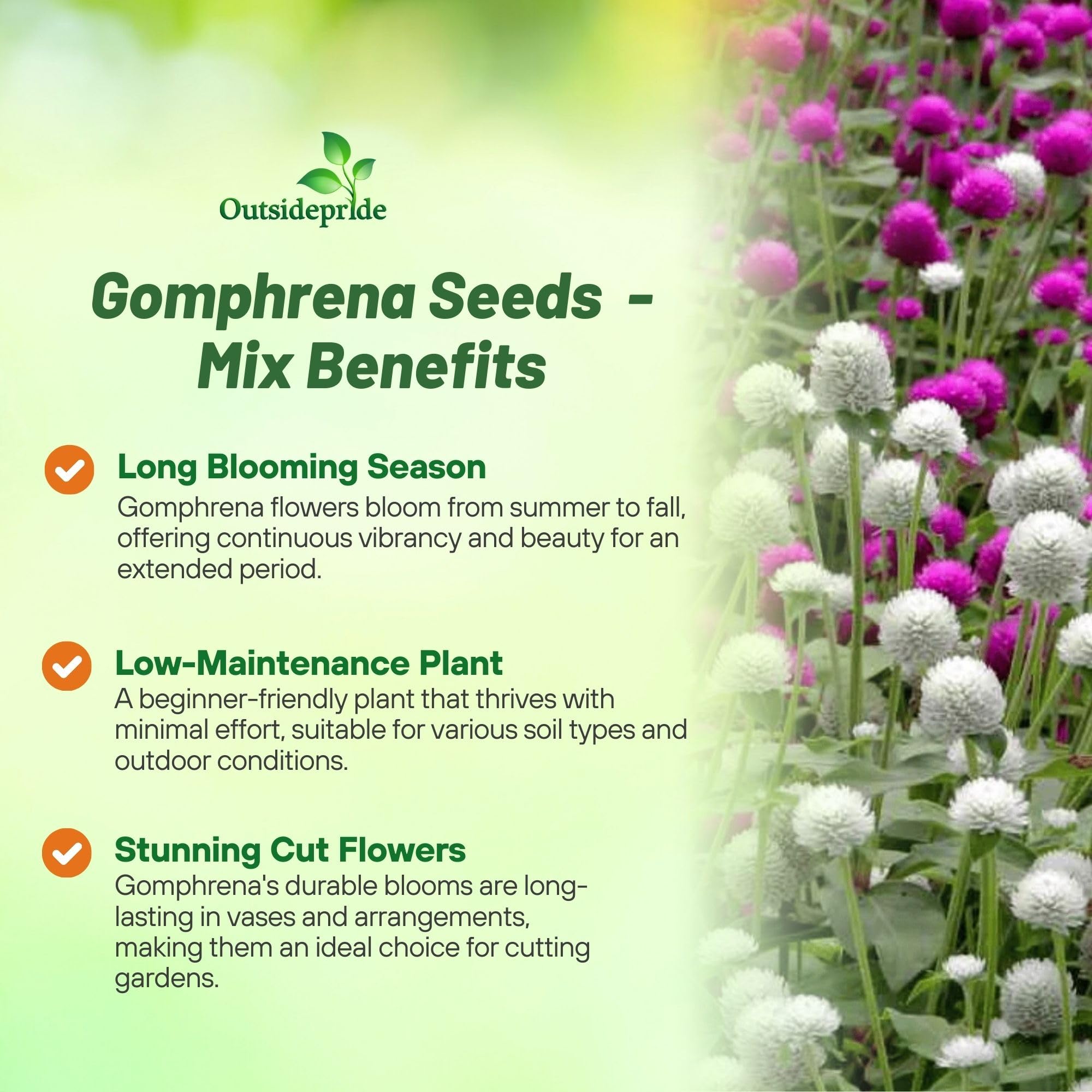 Gomphrena seeds in hand, showcasing their size and texture