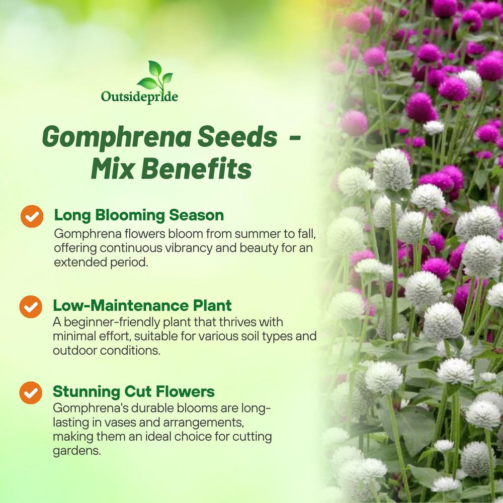 Gomphrena seeds in hand, showcasing their size and texture