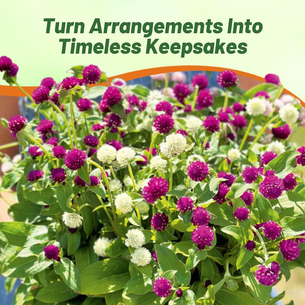 Gomphrena seeds package dimensions next to a ruler