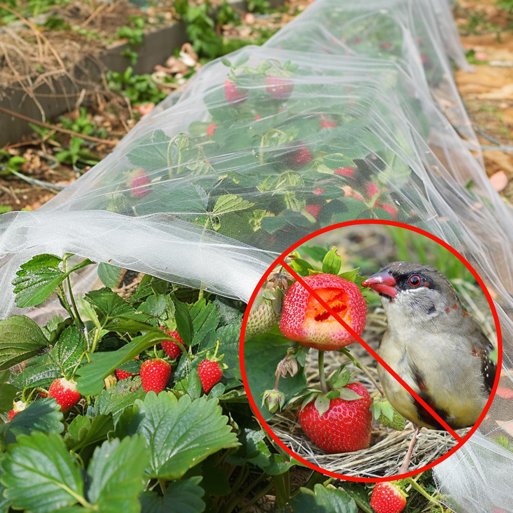 GonLei Garden Netting covering blueberry bushes
