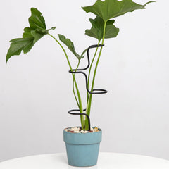 Goooxim Indoor Plant Support Stakes set of 3 in black