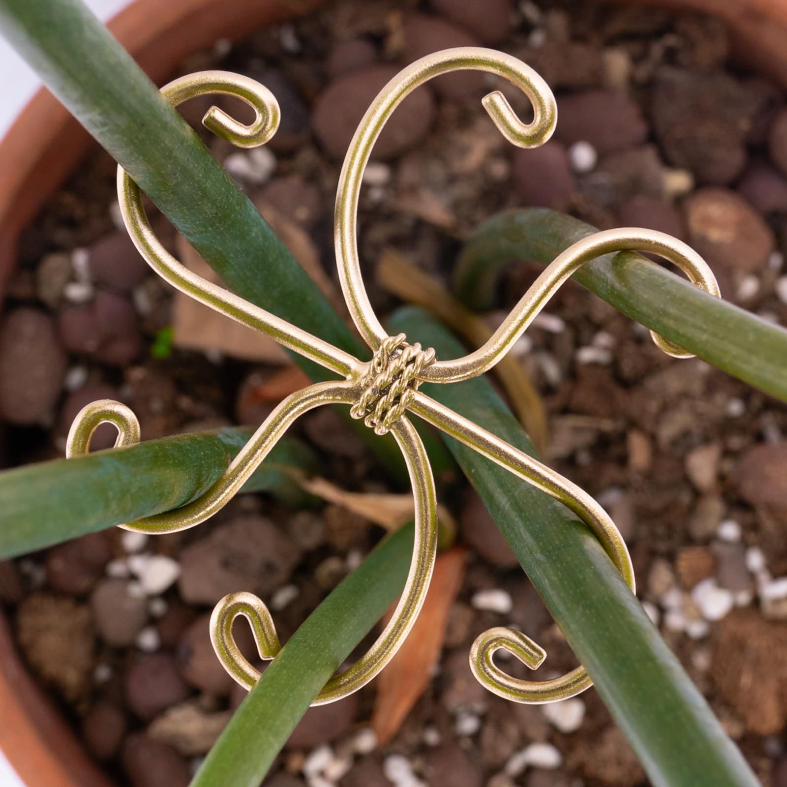 Goooxim Monstera Plant Support Hook with climbing plant