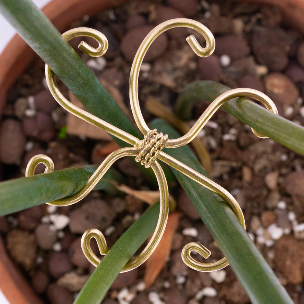 Goooxim Monstera Plant Support Hook with climbing plant