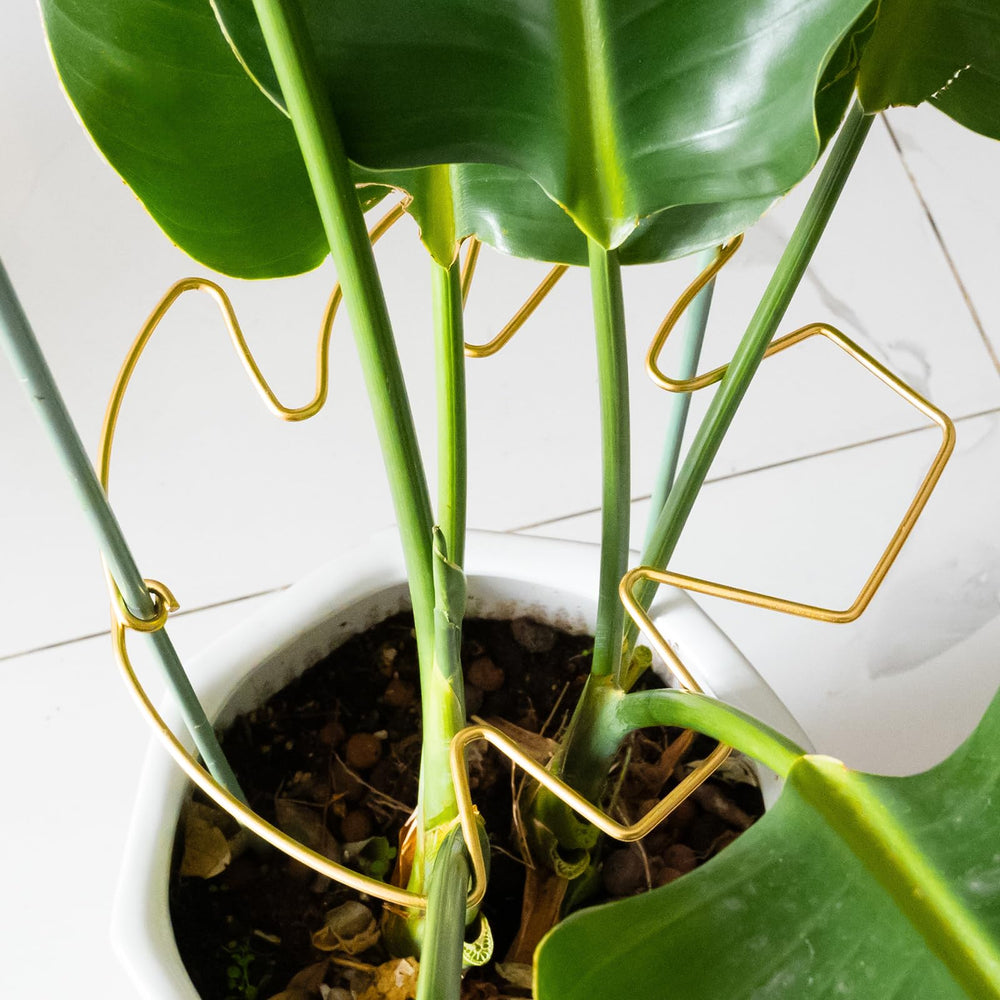 Goooxim Monstera Plant Support Stem displayed with various plants