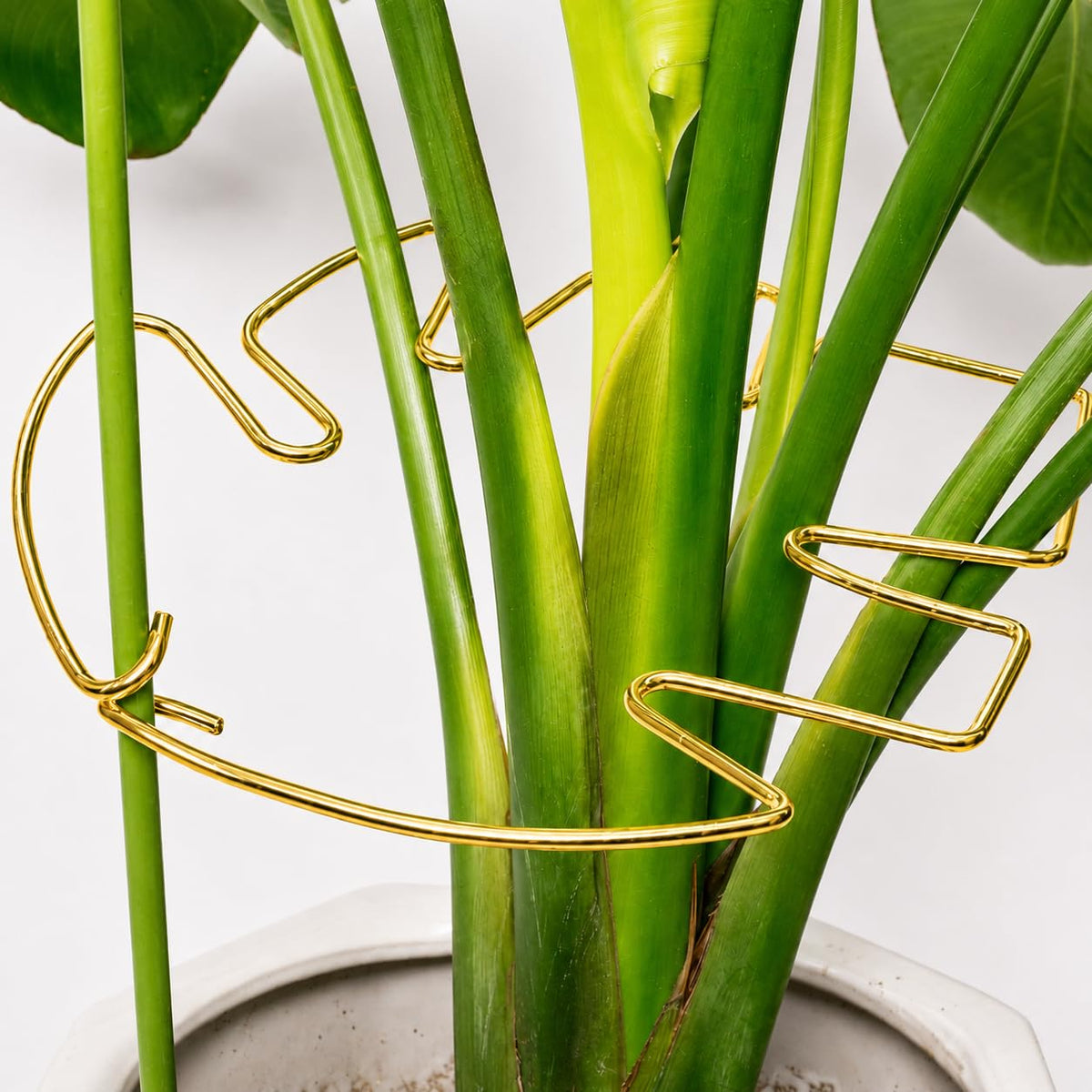 Goooxim Monstera Plant Support Stem front view in gold