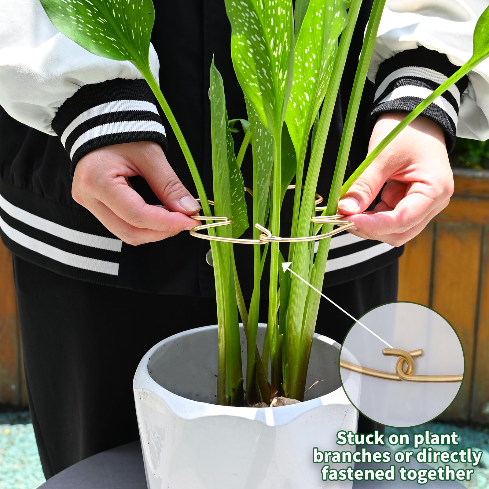 Goooxim Monstera Stem Support Stake showing bamboo material