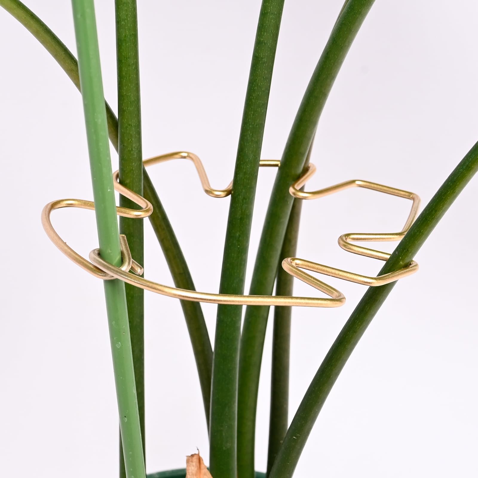 Goooxim Monstera Stem Support Stake with Monstera leaves design