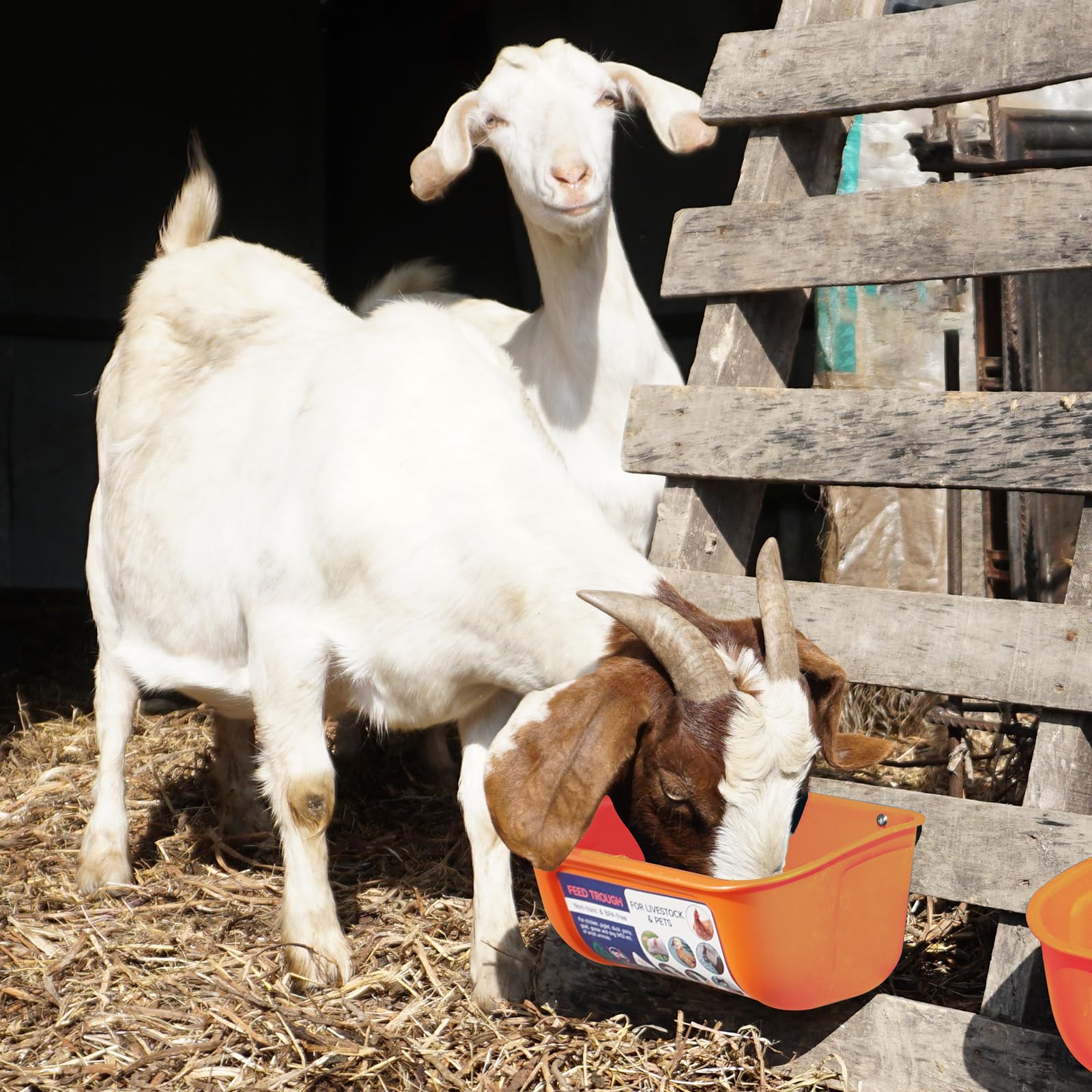 Goovilla Chicken Feeder Waterer 5 Quart Orange close-up