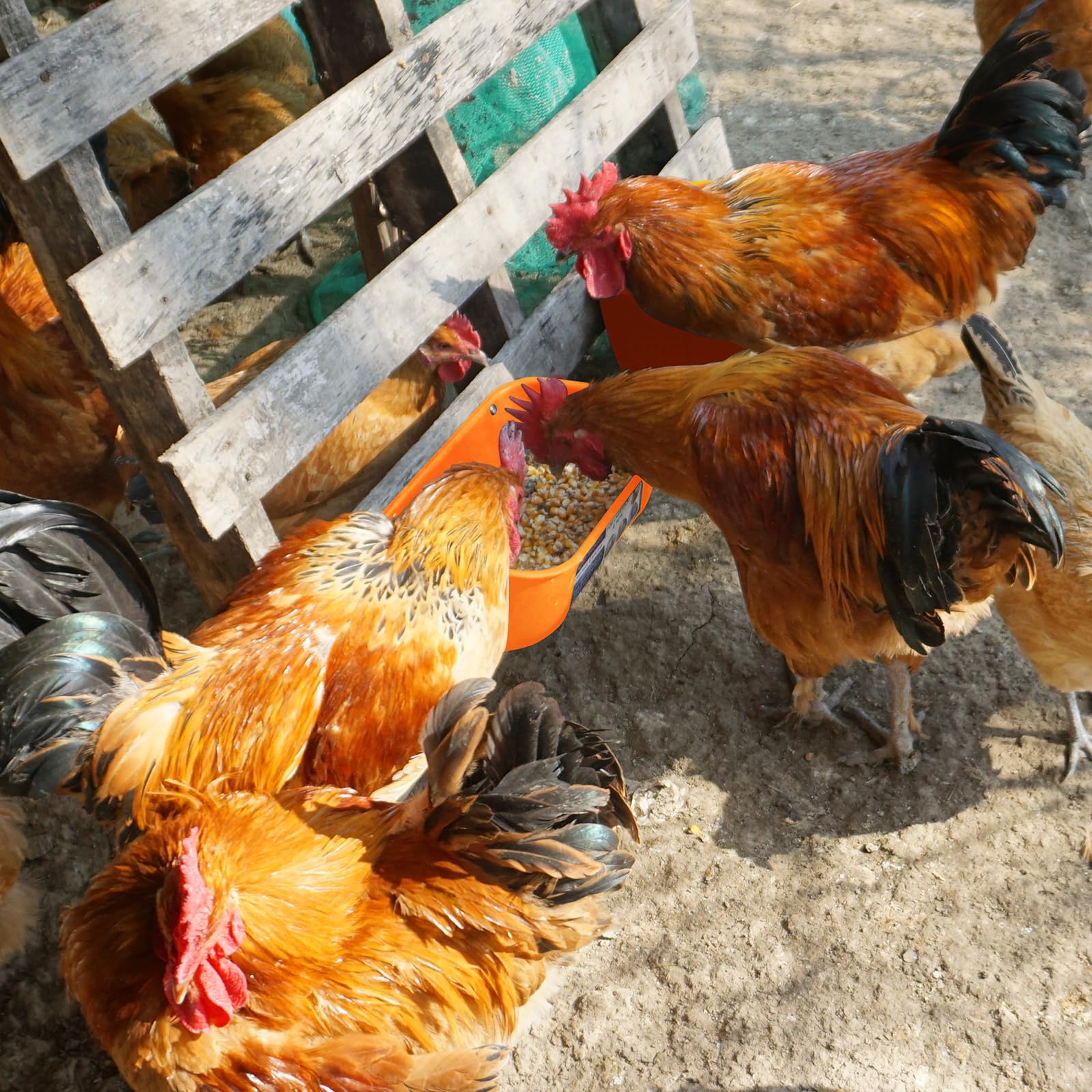 Goovilla Chicken Feeder Waterer 5 Quart Orange mounted