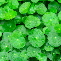 Gotu Kola seeds pack from The Lucky Stars, 1100 seeds