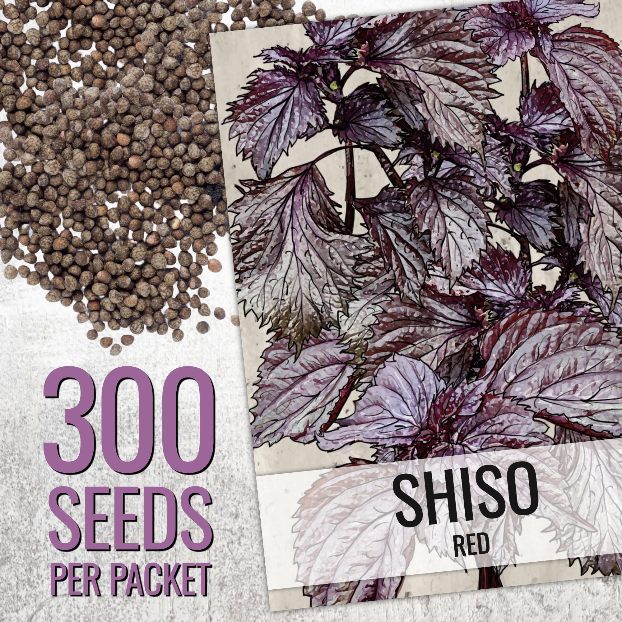 Green shiso seeds with serrated green leaves