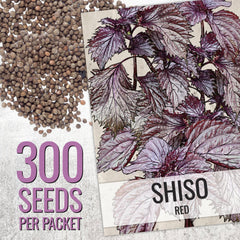 Green shiso seeds with serrated green leaves