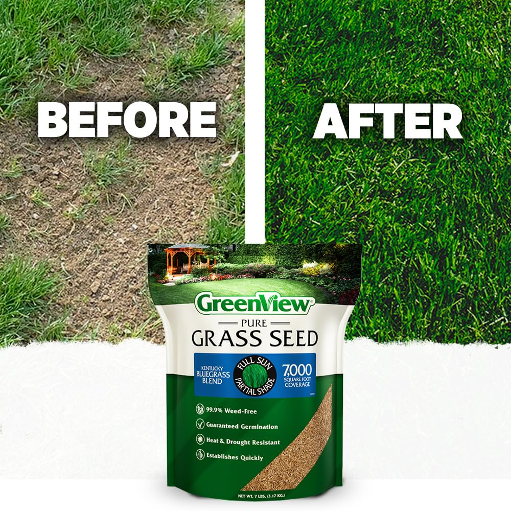 Greenview Kentucky Bluegrass seeds in a garden setting