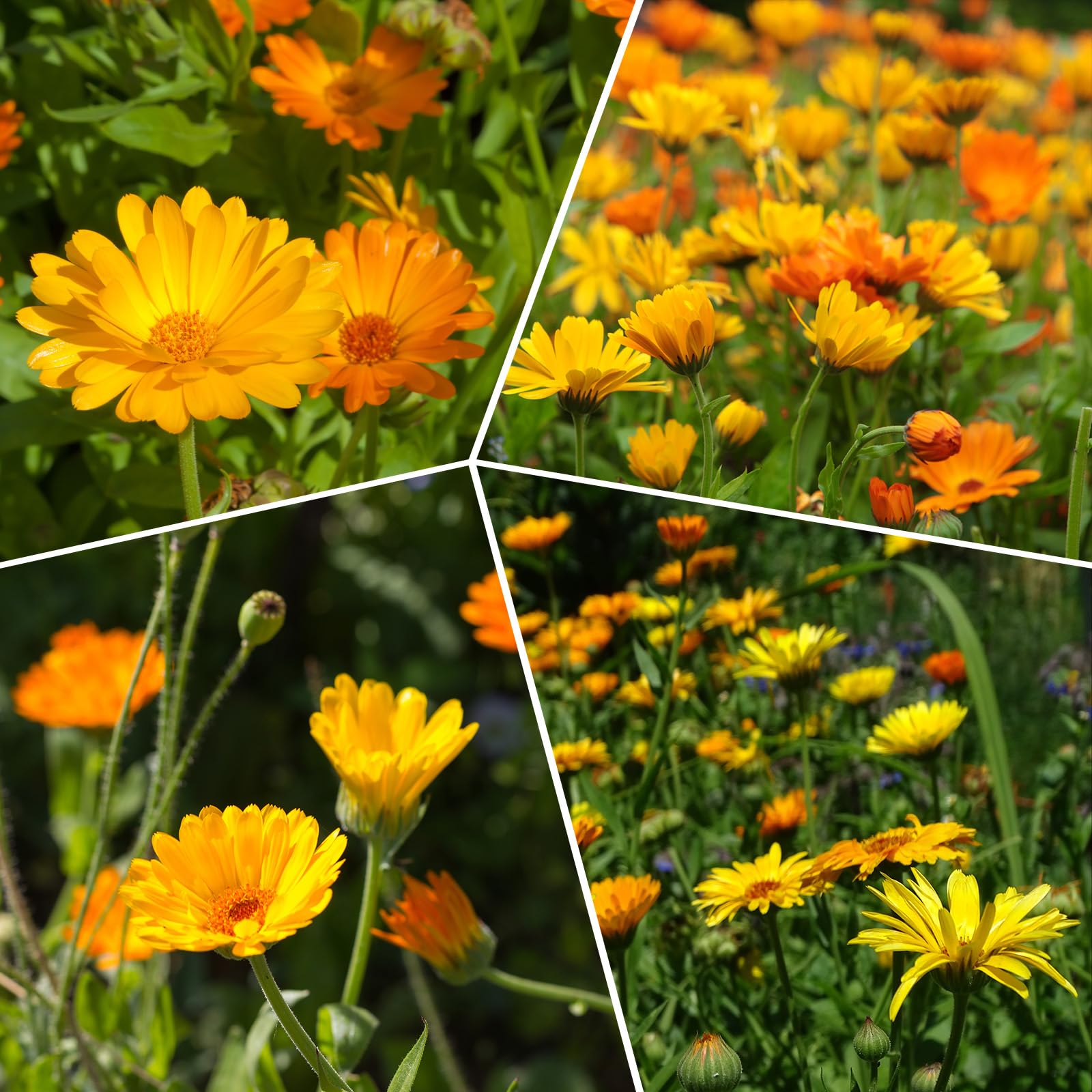 Groundio Calendula Seeds display with various stages of growth