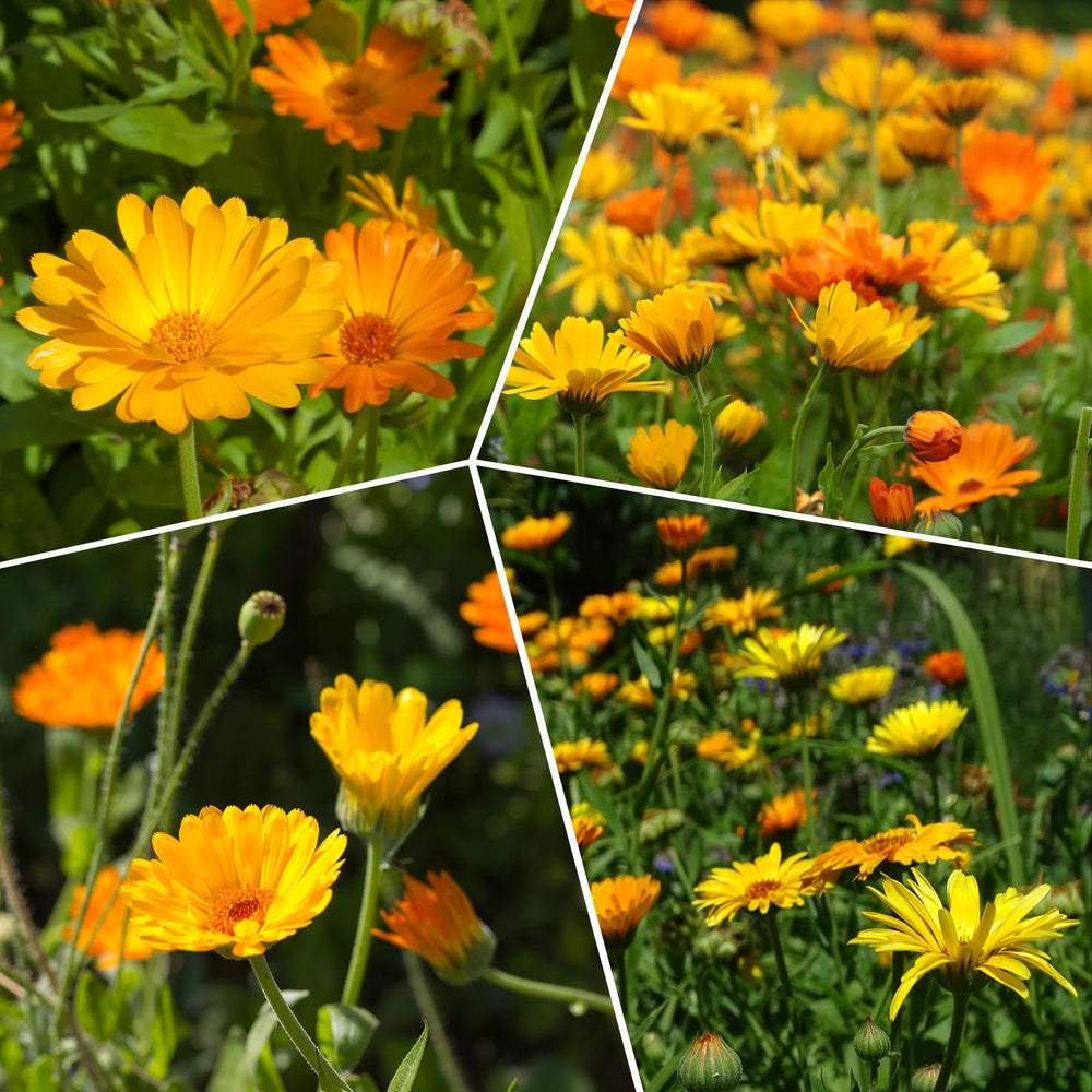Groundio Calendula Seeds display with various stages of growth