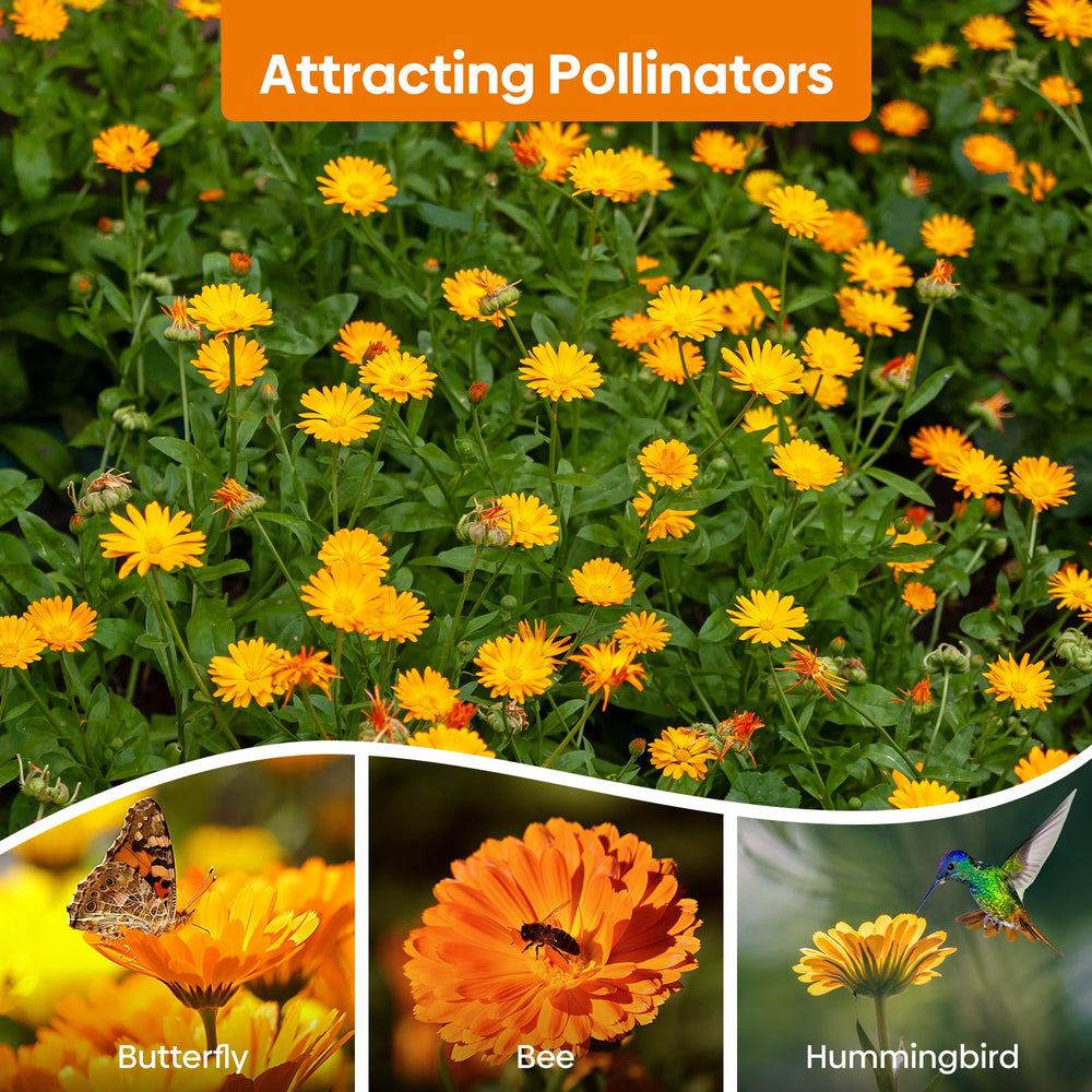 Groundio Calendula Seeds with planting guide
