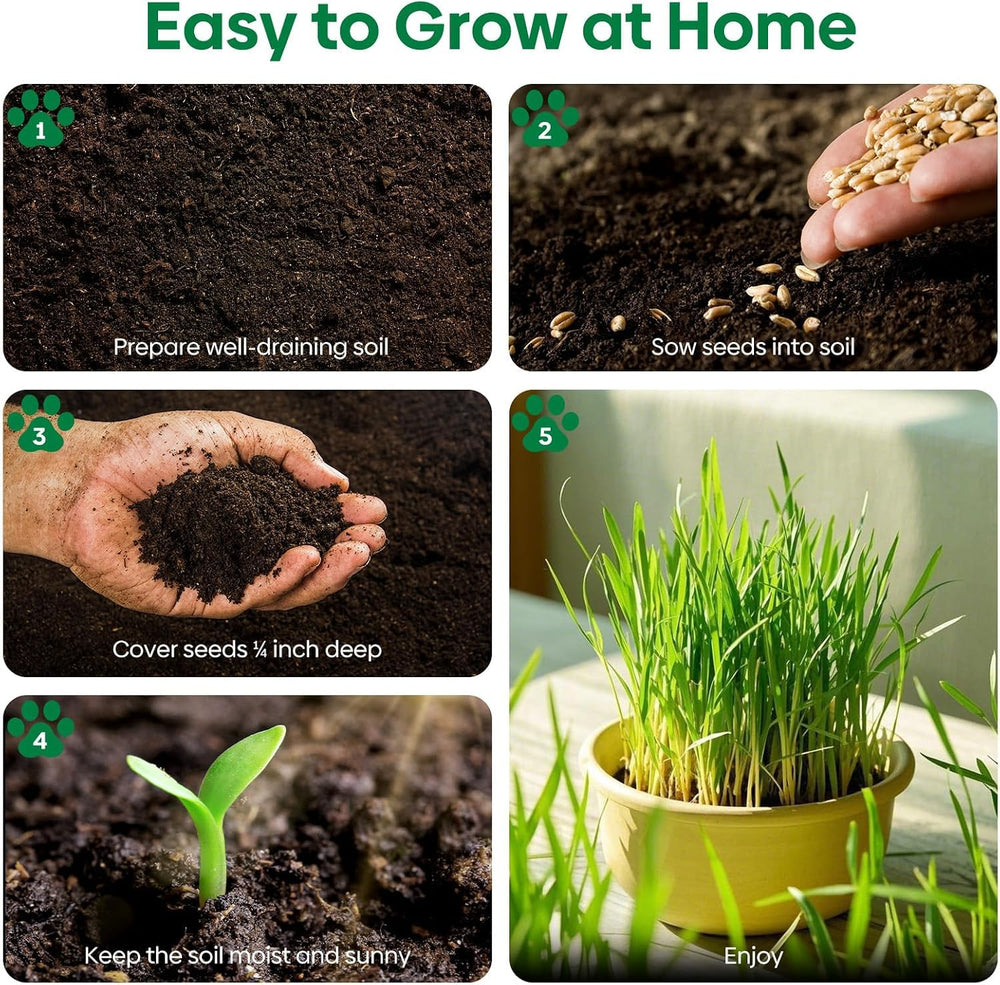Groundio Cat Grass Seeds 16 oz showcasing vibrant green grass