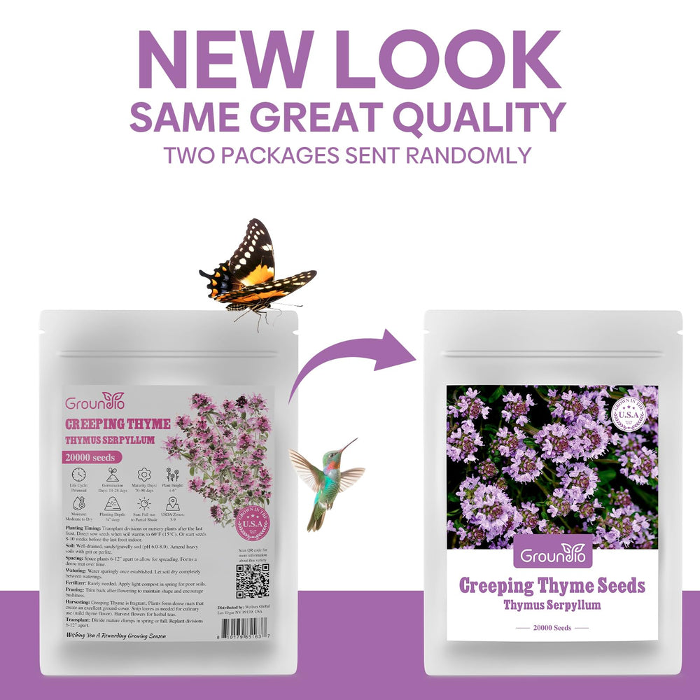 Groundio Creeping Thyme Seeds back with planting instructions