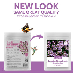 Groundio Creeping Thyme Seeds back with planting instructions